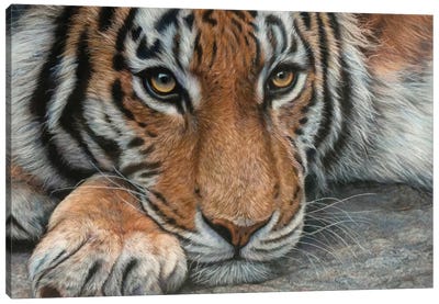 Resting Tiger Canvas Art Print - Tatjana Bril