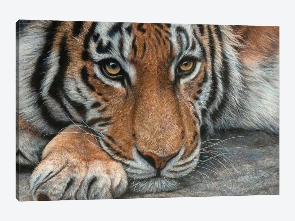 Resting Tiger by Tatjana Bril 1-piece Canvas Art Print