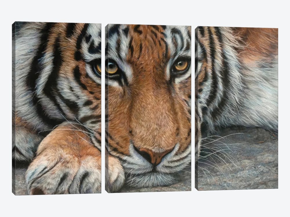 Resting Tiger by Tatjana Bril 3-piece Art Print