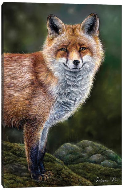 Fox In The Rain Canvas Art Print - Tatjana Bril