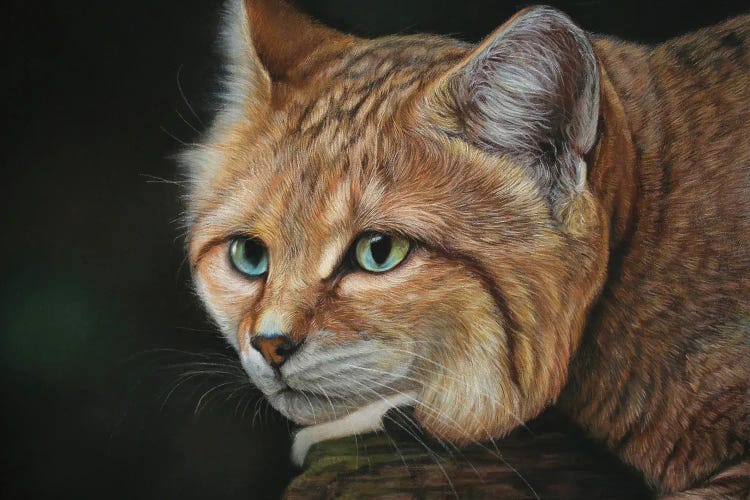 Sand Cat