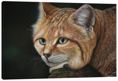 Sand Cat Canvas Art Print - Tatjana Bril