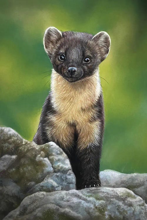 Weasel by Tatjana Bril wall art