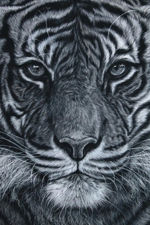 Black And White Tiger