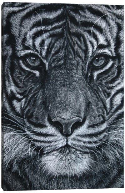 Black And White Tiger Canvas Art Print - Tatjana Bril