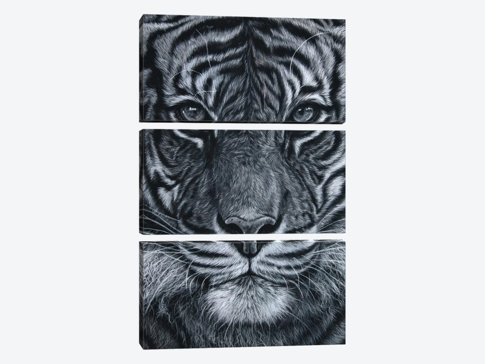 Black And White Tiger by Tatjana Bril 3-piece Canvas Print