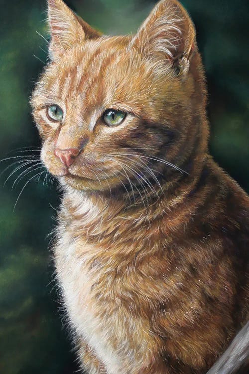 Ginger Cat