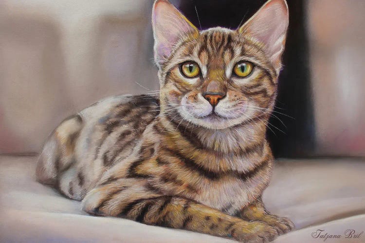 Bengal Cat