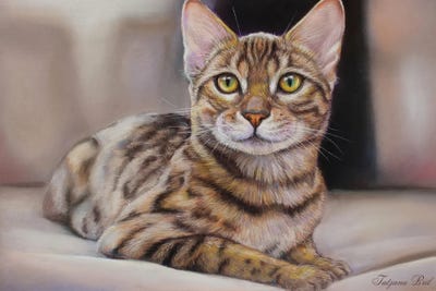 Bengals
