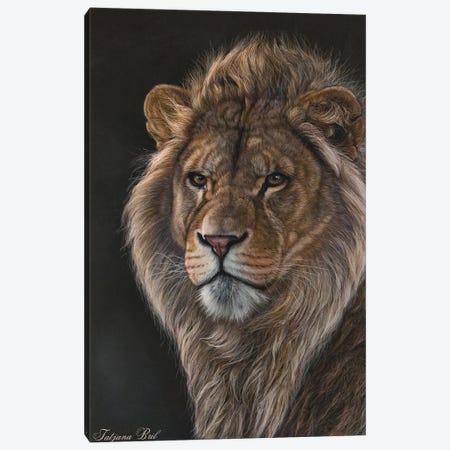 Young Male Lion Canvas Print #TJB41} by Tatjana Bril Canvas Print
