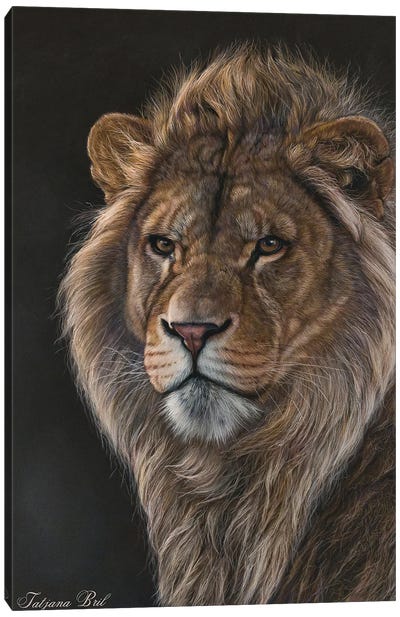 Young Male Lion Canvas Art Print - Tatjana Bril