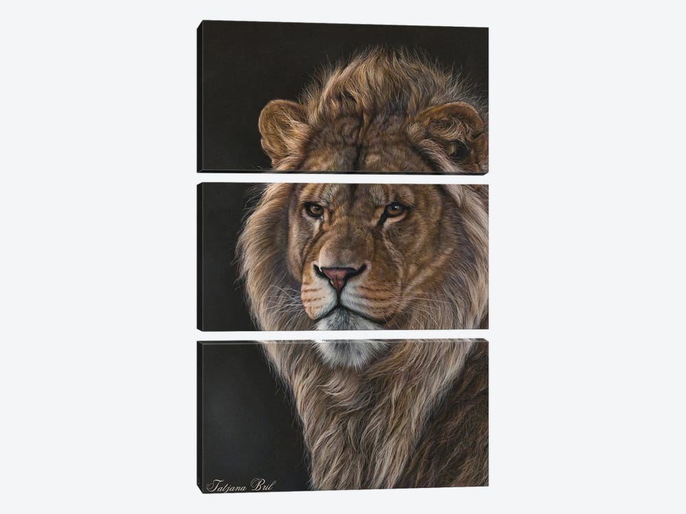 Young Male Lion by Tatjana Bril 3-piece Art Print