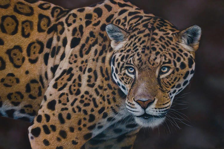 Leopard by Tatjana Bril wall art