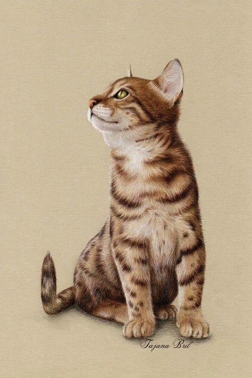 Bengal Kitten by Tatjana Bril wall art