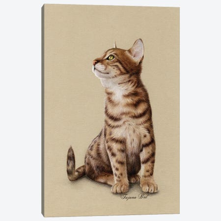 Bengal Kitten Canvas Print #TJB4} by Tatjana Bril Canvas Art