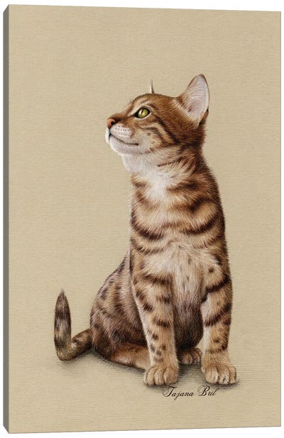 Bengal Kitten Canvas Art Print - Tatjana Bril