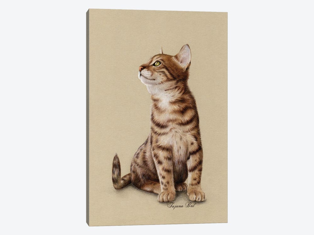 Bengal Kitten by Tatjana Bril 1-piece Canvas Print