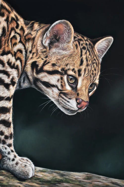 Ocelot