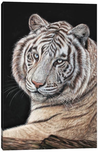 Tiger White Canvas Art Print - Tatjana Bril
