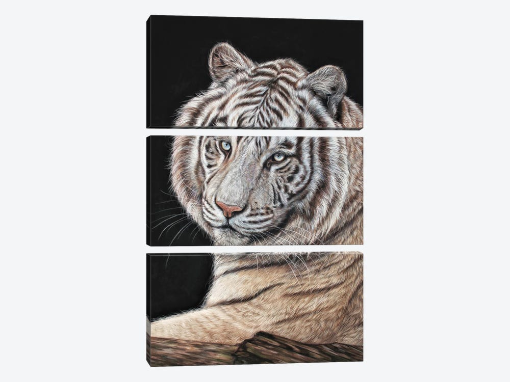 Tiger White by Tatjana Bril 3-piece Canvas Artwork