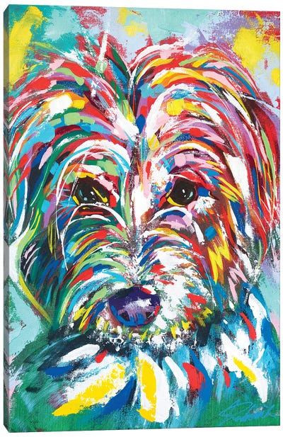 Dog I Canvas Art Print - Havanese Art