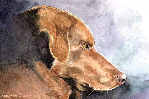 Labrador Retrievers: My Daisy by Teresa Kogut