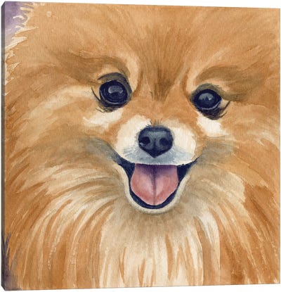 Paco Canvas Art Print - Pomeranian Art