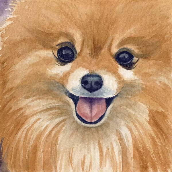 Pomeranians: Paco by Teresa Kogut