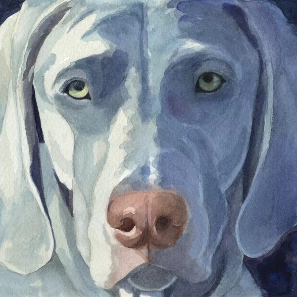 Weimaraners: Sadie by Teresa Kogut