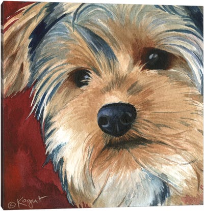 Sasha The Yorkie Canvas Art Print - Yorkshire Terrier Art