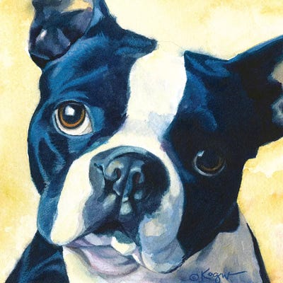 Chumly Boston Terrier by Teresa Kogut canvas print