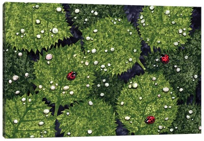 Ladybug Leaves Canvas Art Print - Terri Kelleher