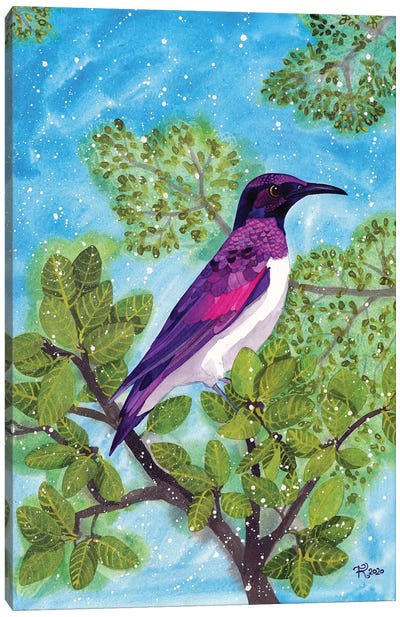 Amethyst Starling Canvas Art Print - Terri Kelleher
