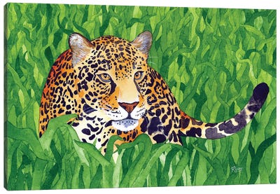 Jungle Cat V Canvas Art Print - Jaguar Art