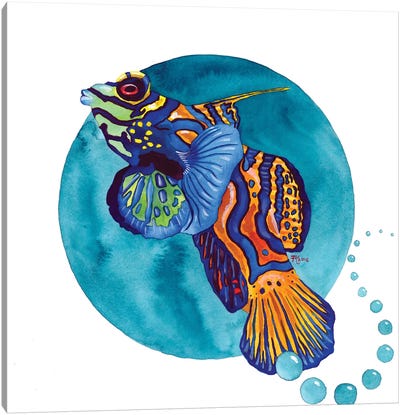 Mandarin Fish Canvas Art Print - Terri Kelleher
