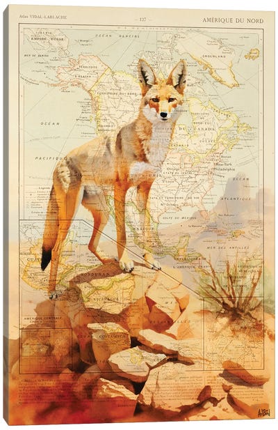 Coyote Canvas Art Print - Desert Art
