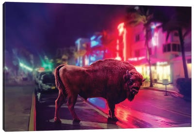 Wild Night Canvas Art Print - Bison & Buffalo Art