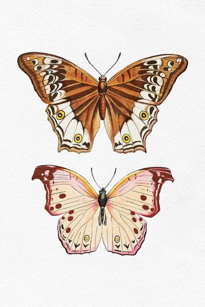 The Love Shop: Butterflies by The Love Shop