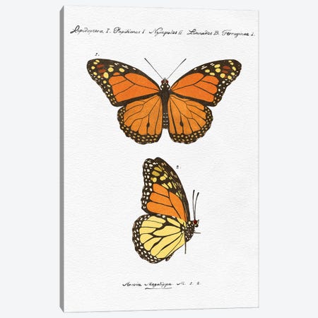 Vintage Butterflies Canvas Print #TLS179} by The Love Shop Canvas Wall Art