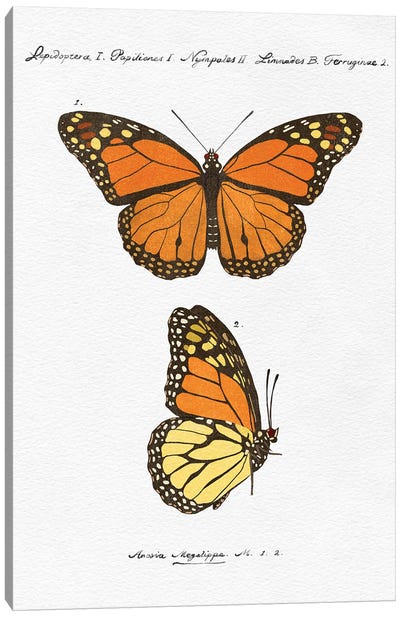 Vintage Butterflies Canvas Art Print - Monarch Butterflies