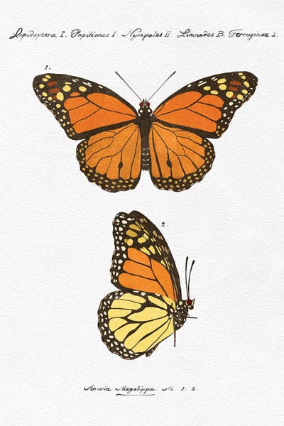 Monarch Butterflies: Vintage Butterflies by The Love Shop