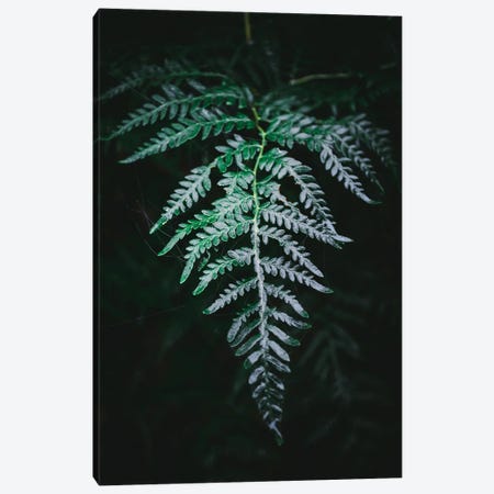 Forest Fern Canvas Print #TLS181} by The Love Shop Canvas Art Print