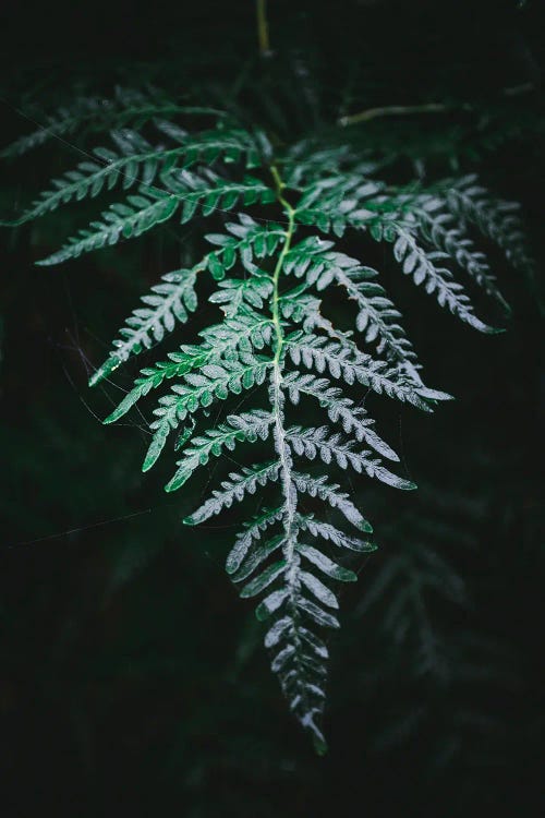 Forest Fern