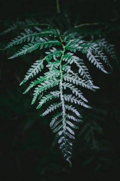 Forest Fern