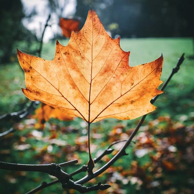 Fall by The Love Shop canvas print
