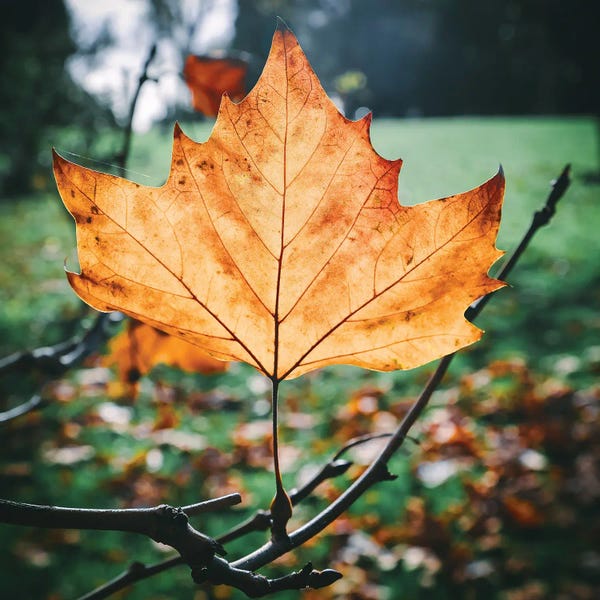 The Love Shop: Fall by The Love Shop