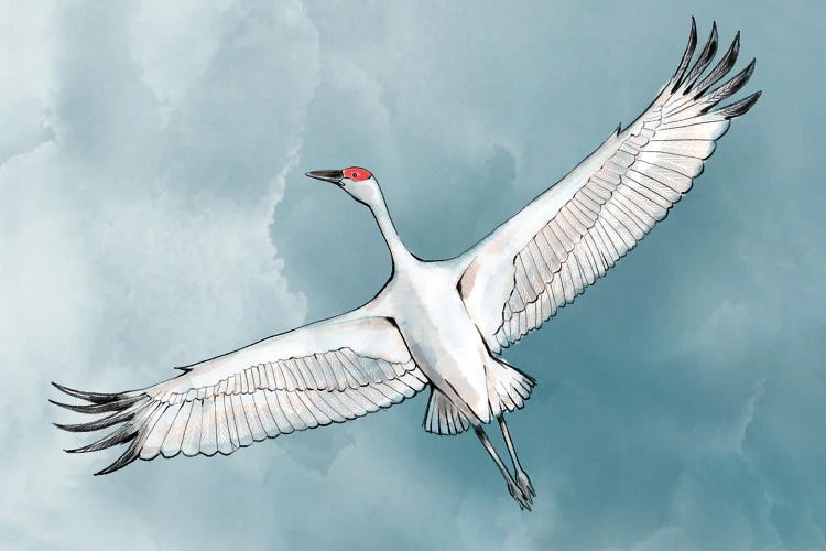 Soar by Thomas Little wall art