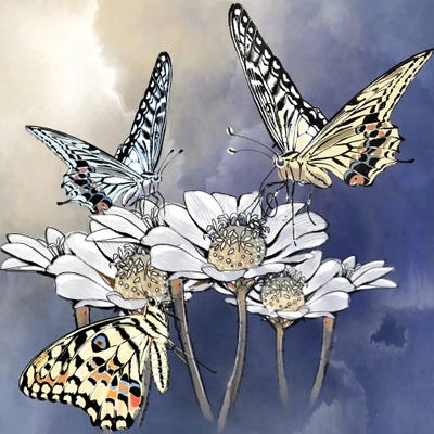 Softly Softly by Thomas Little framed canvas print