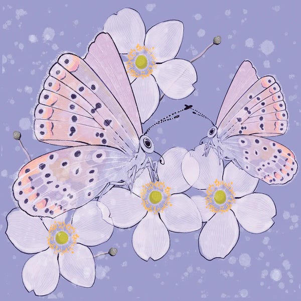 Butterflies and Flowers: Spring Butterflies by Thomas Little