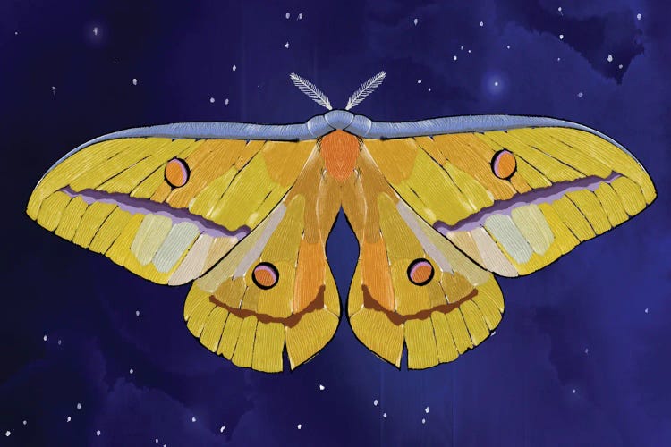Starlight Star Bright Moth by Thomas Little wall art